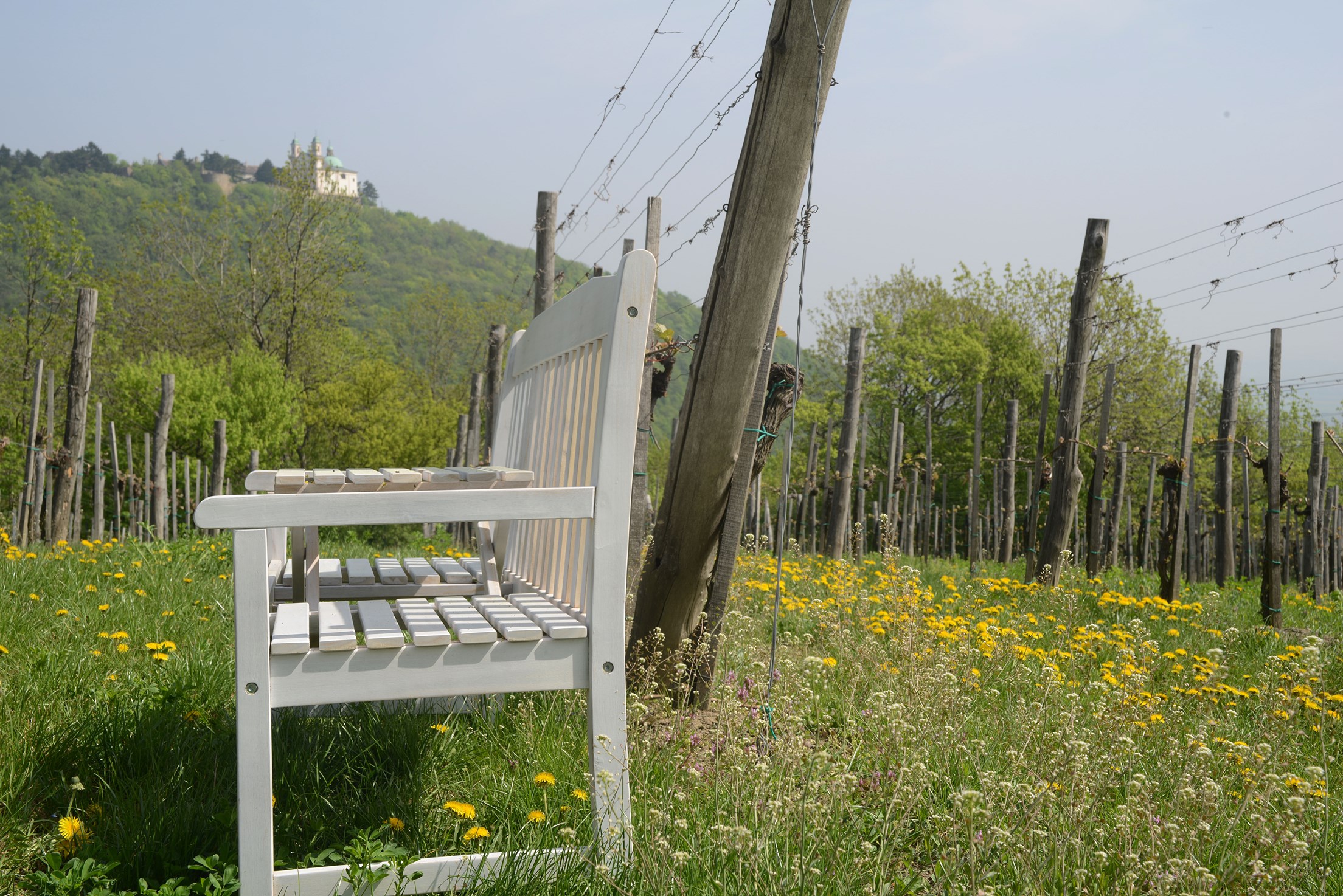 Blick zum Leopoldsberg - Theresa Bentz.jpg