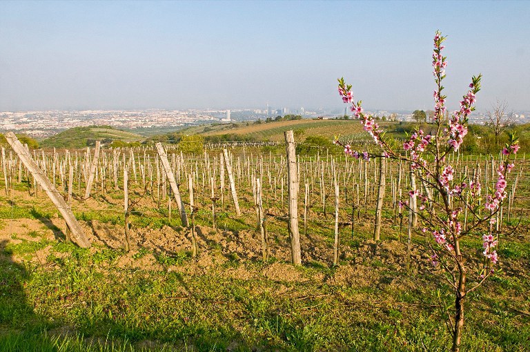 Weingut